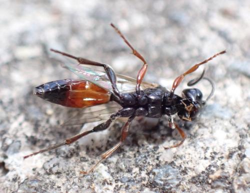 Réf. 284 536 : Mesoleptus sp.